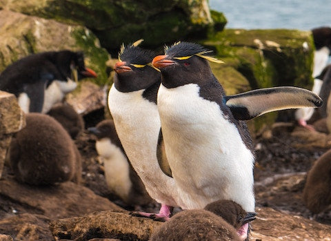 4Ocean® Penguin Bracelet