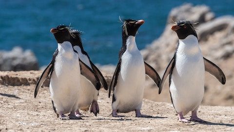 4Ocean® Penguin Bracelet